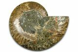 Cut & Polished Ammonite Fossil (Half) - Madagascar #377601-1